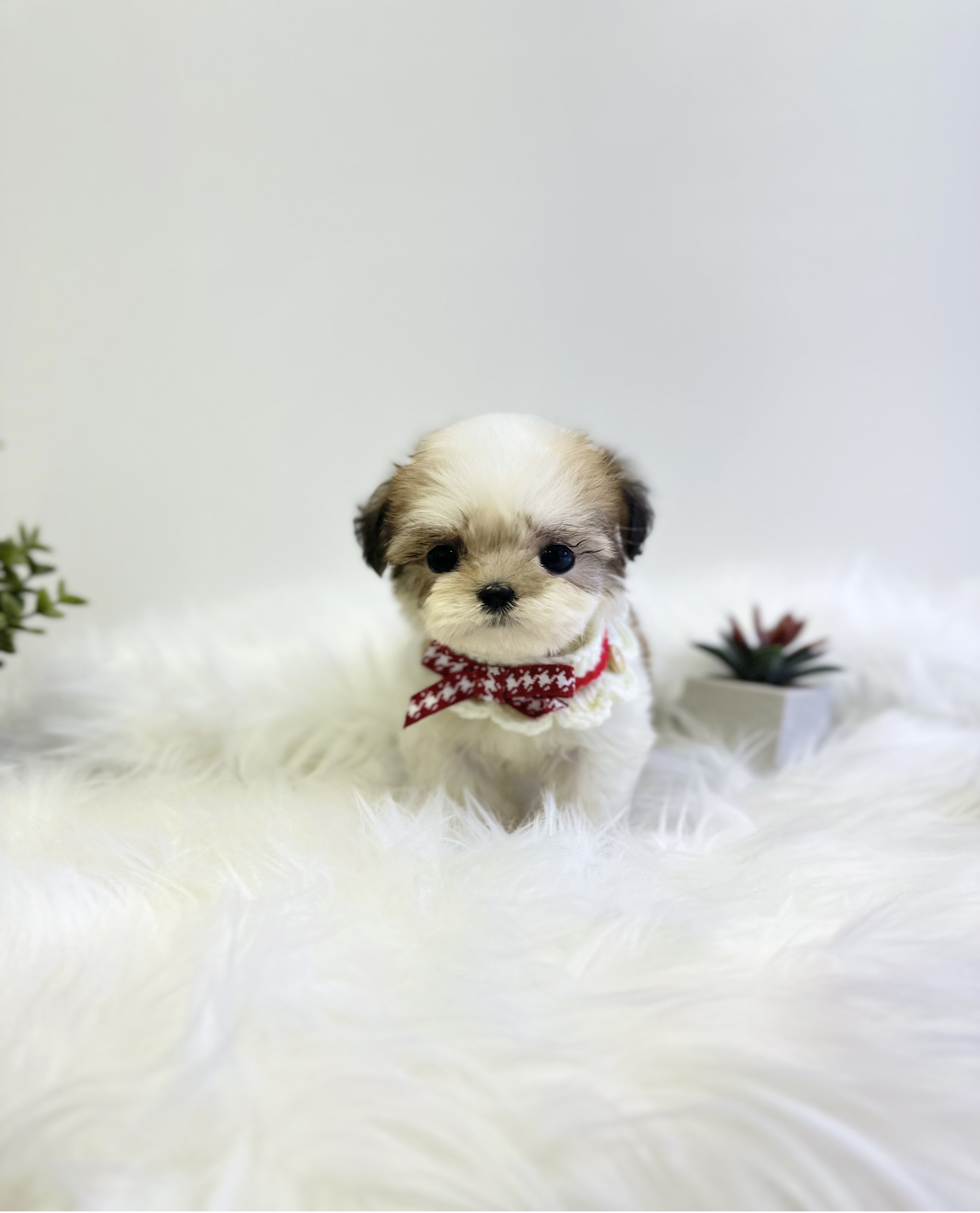 말티푸 분양합니다